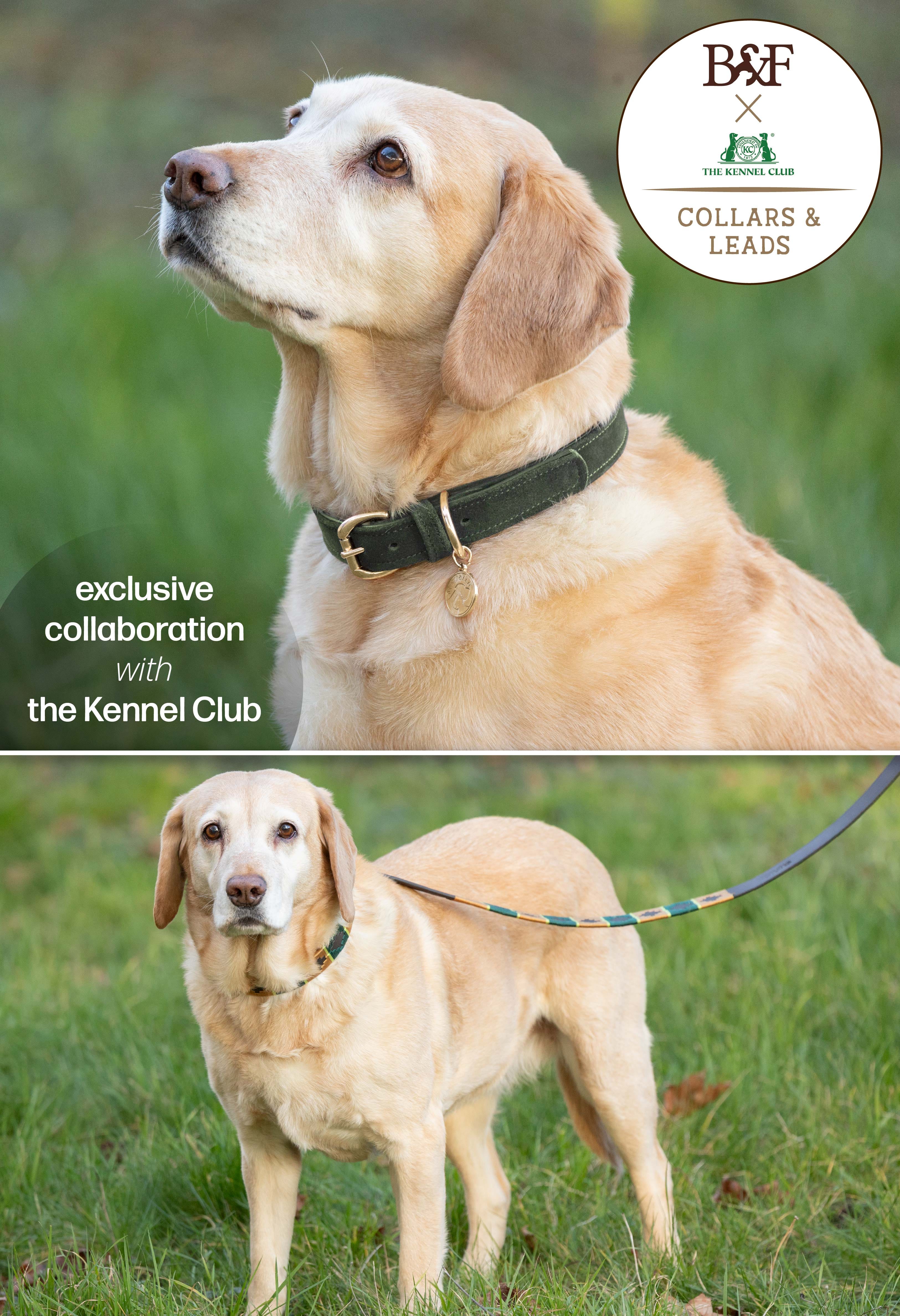 B&F Collars And Leads?width=500